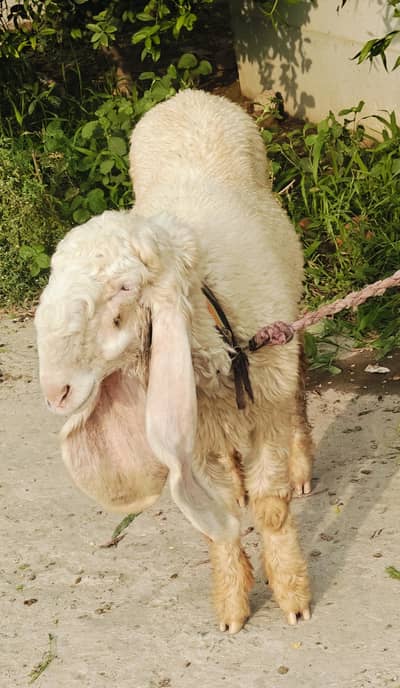 kajli female