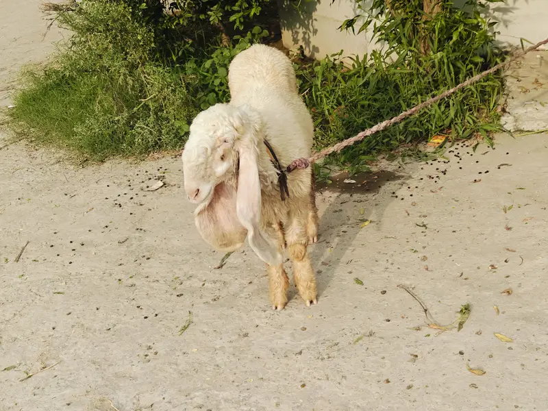 kajli female — photo 2