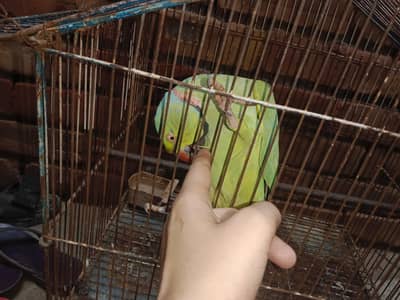 talking parrot