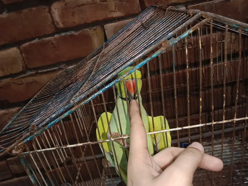 talking parrot — photo 2
