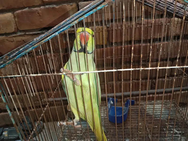 talking parrot — photo 3