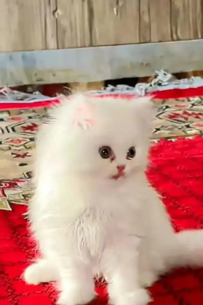 persian cat for sale — photo 2