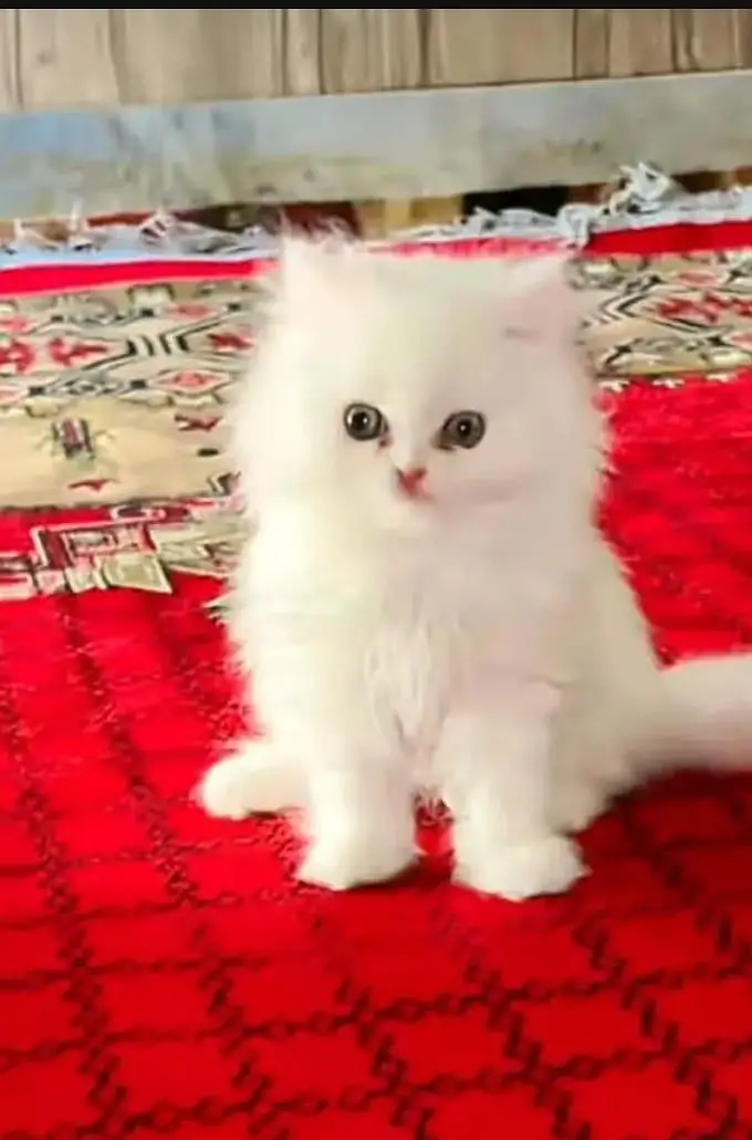 persian cat for sale — photo 3