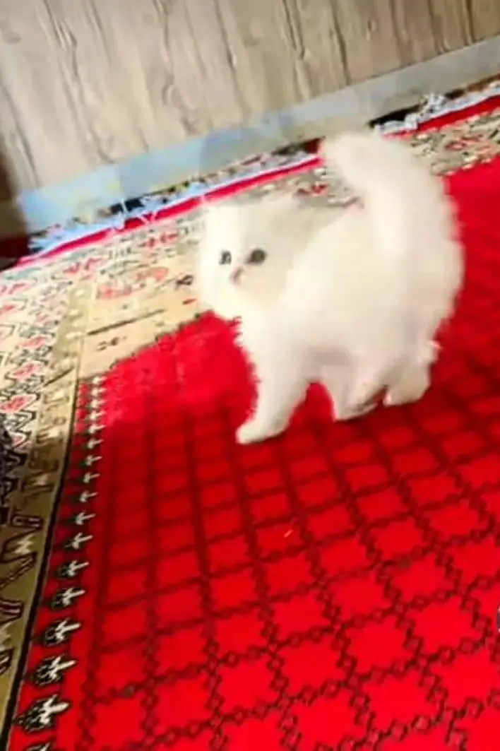 persian cat for sale — photo 4