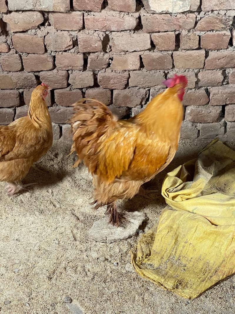 Buff hen 0