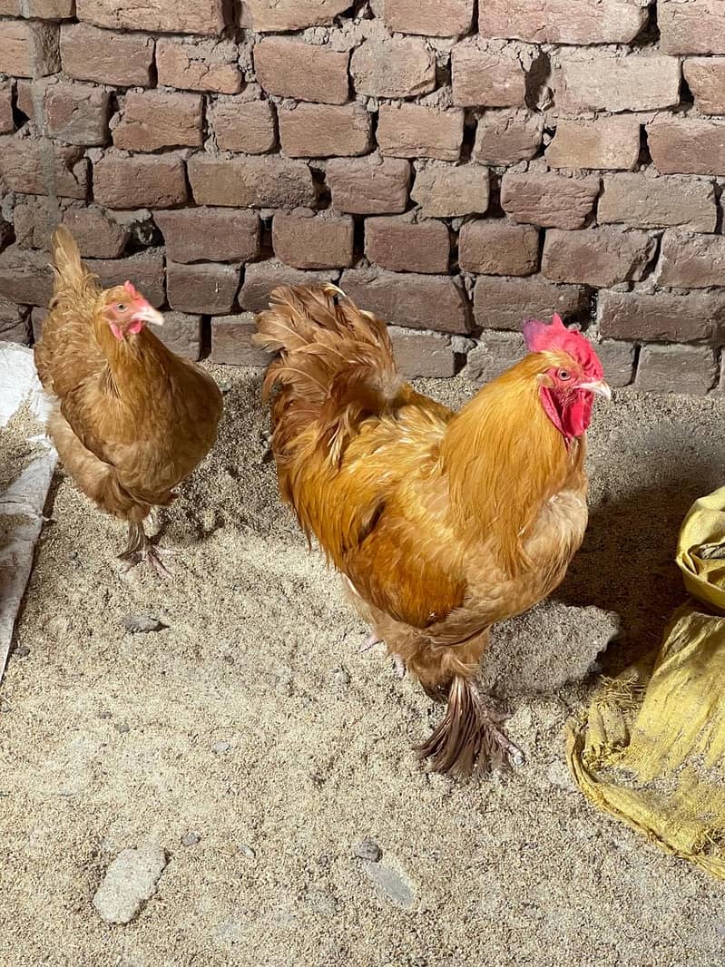 Buff hen 1