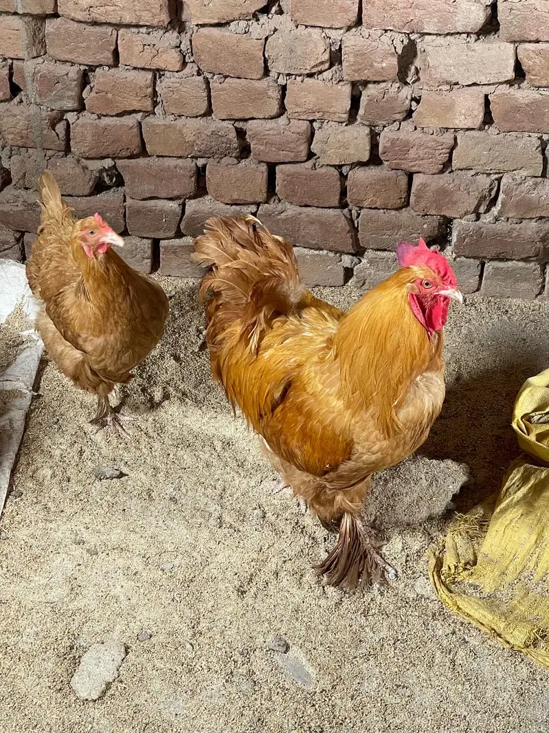 Buff hen — photo 2