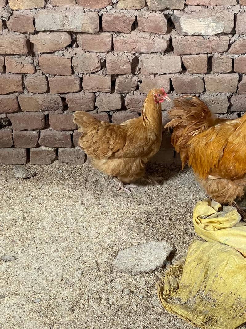 Buff hen 2