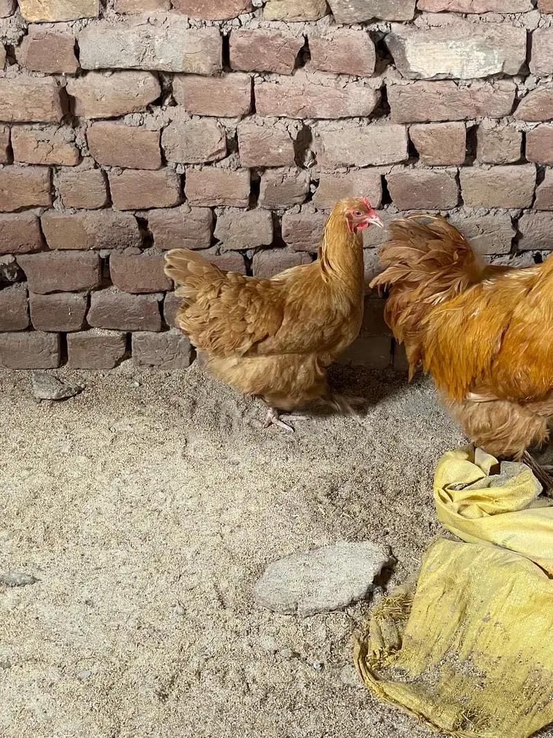 Buff hen — photo 3