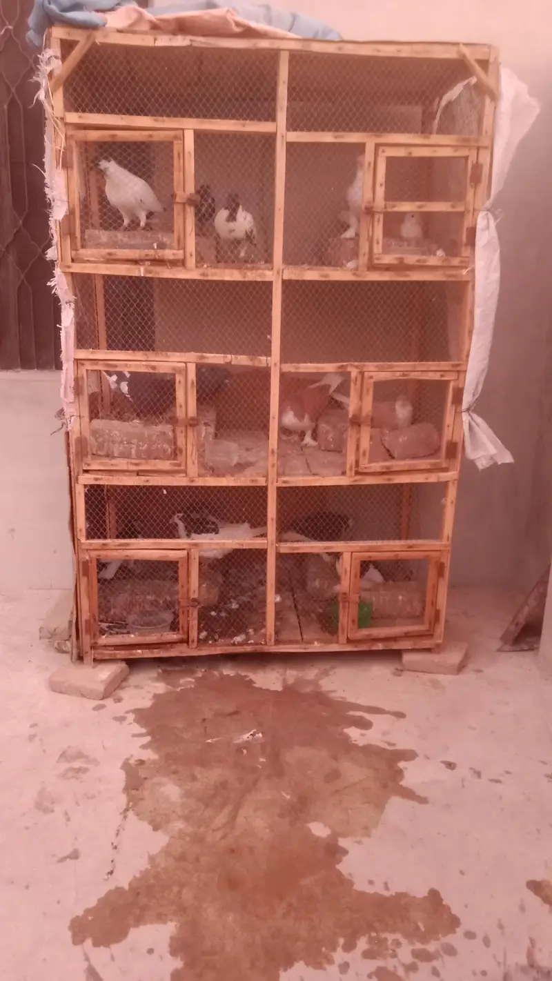 Kabotar for sale — photo 4