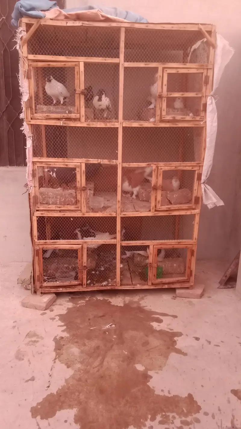 Kabotar for sale — photo 5