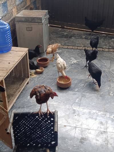 Chicks for sale.  Egg laying hens