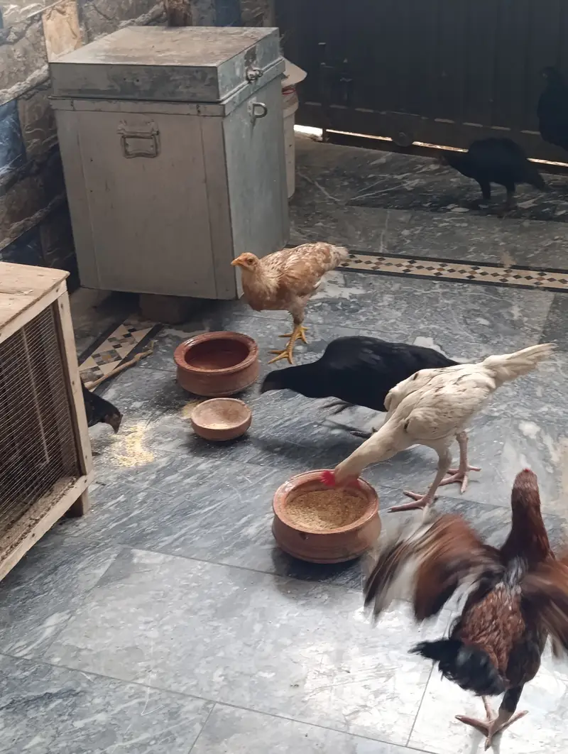 Chicks for sale.  Egg laying hens — photo 3