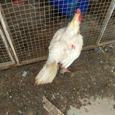 Heera cross murga sale