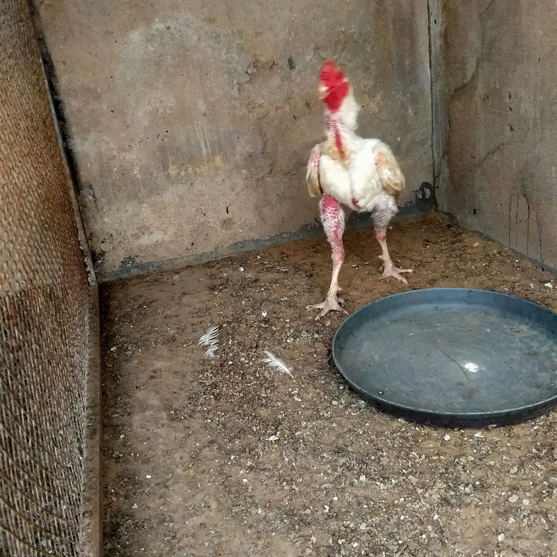 Heera cross murga sale — photo 3