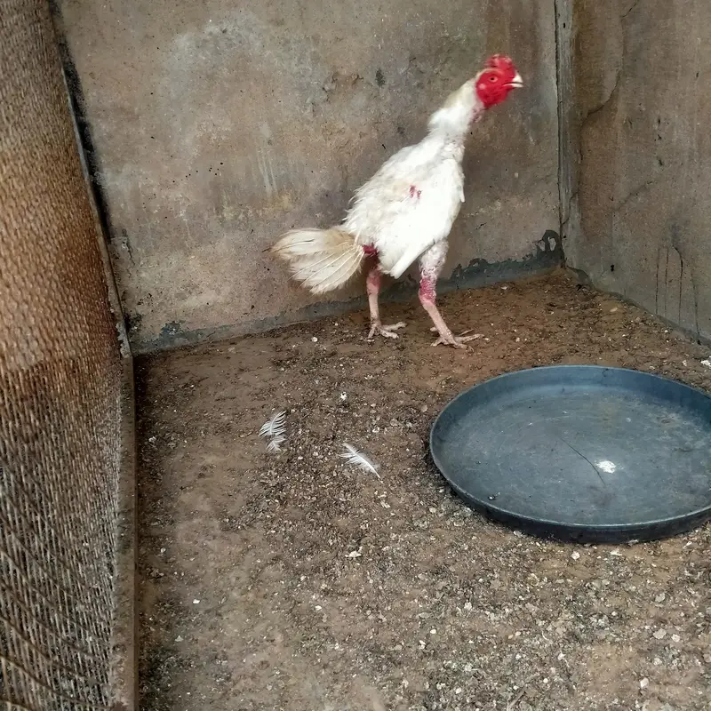 Heera cross murga sale — photo 6