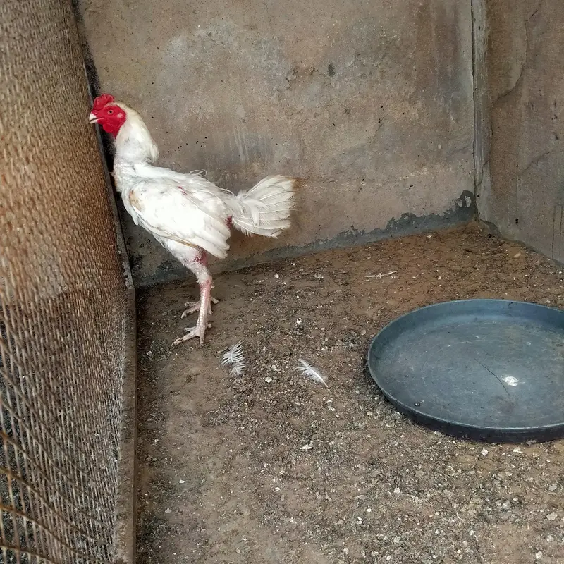 Heera cross murga sale — photo 8