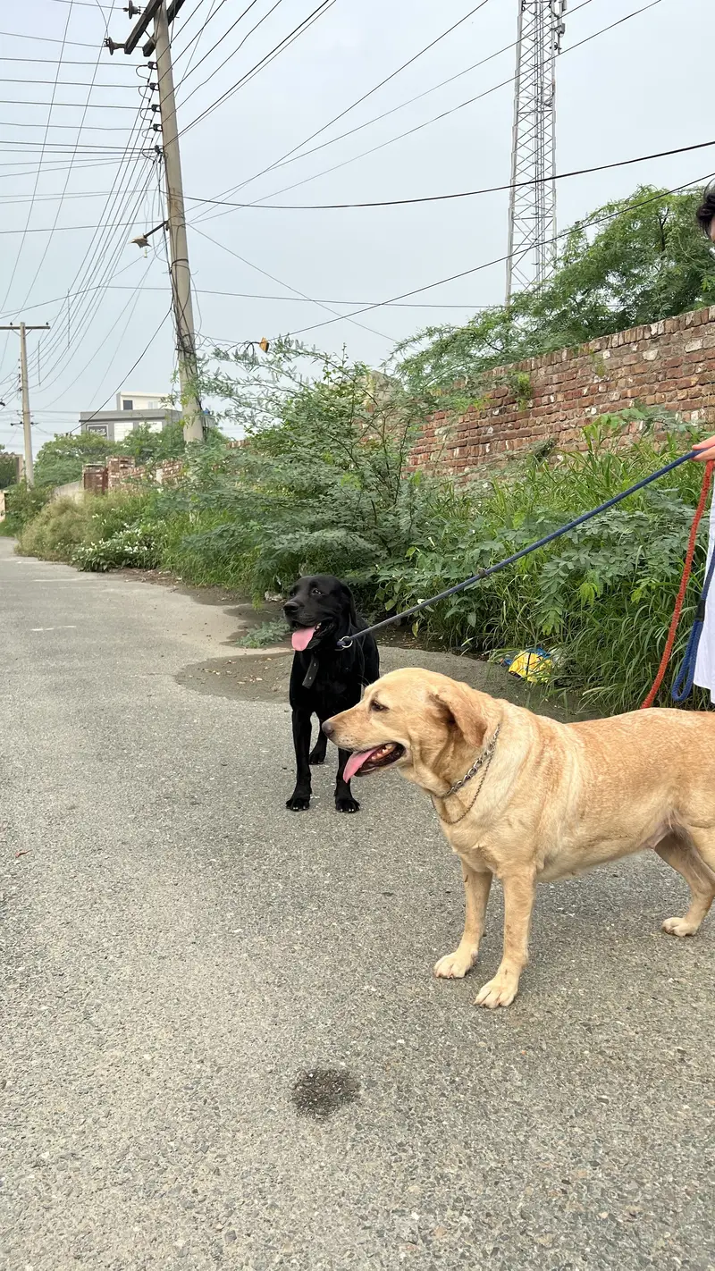 Labrador pair for sale — photo 3