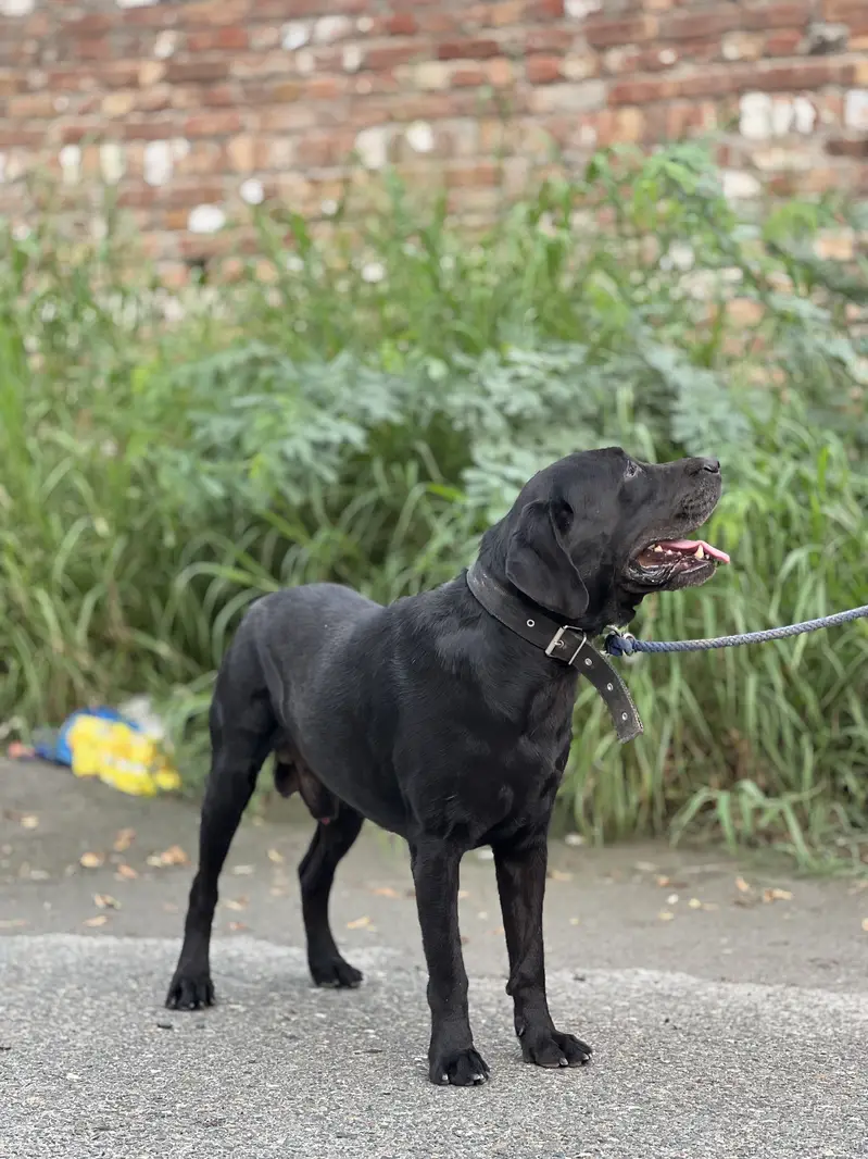 Labrador pair for sale — photo 4