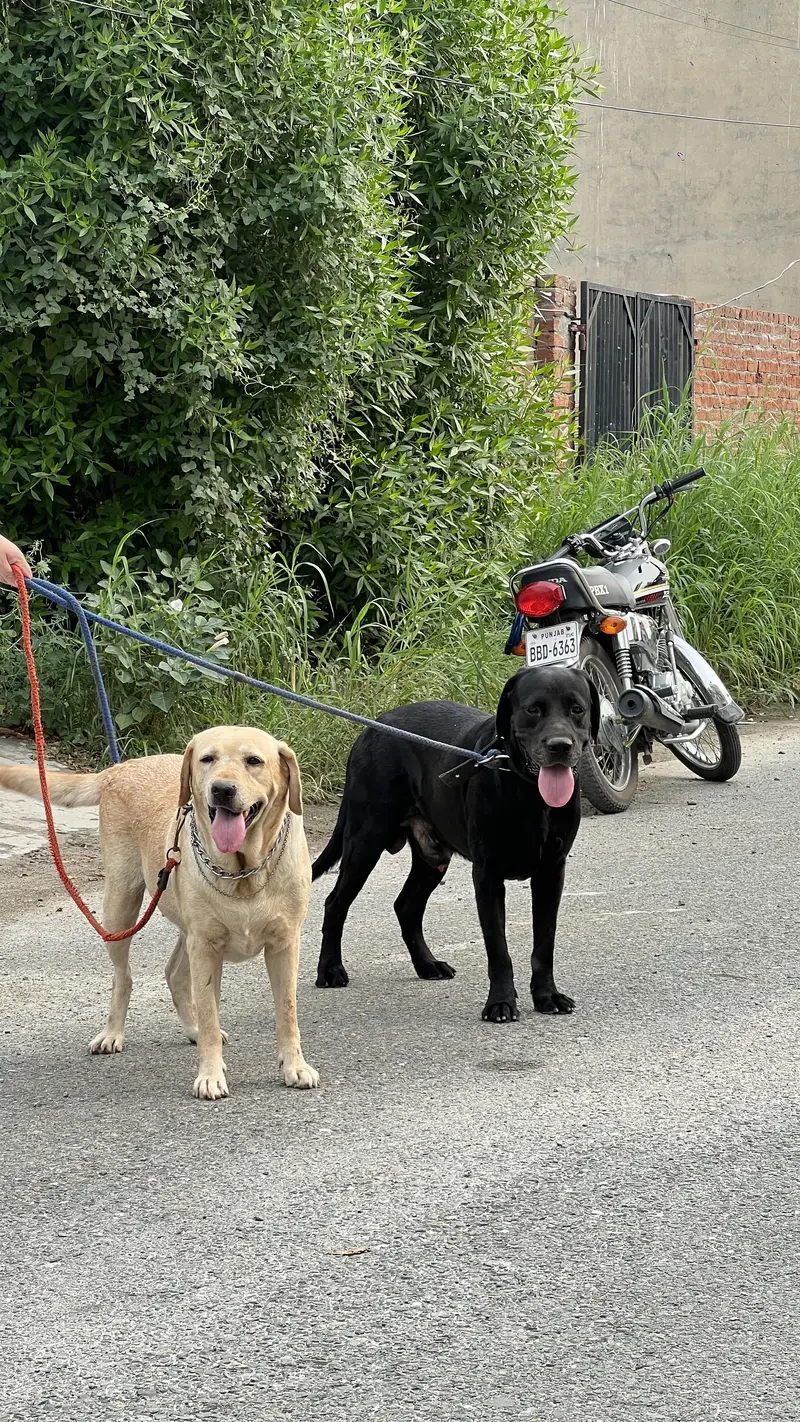 Labrador pair for sale — photo 6