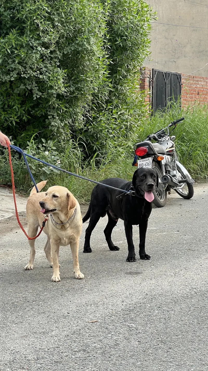 Labrador pair for sale — photo 7