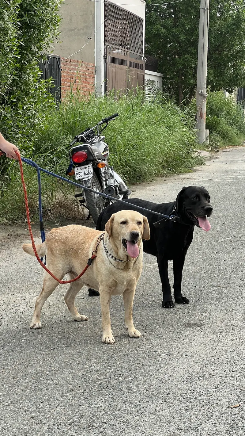 Labrador pair for sale — photo 8