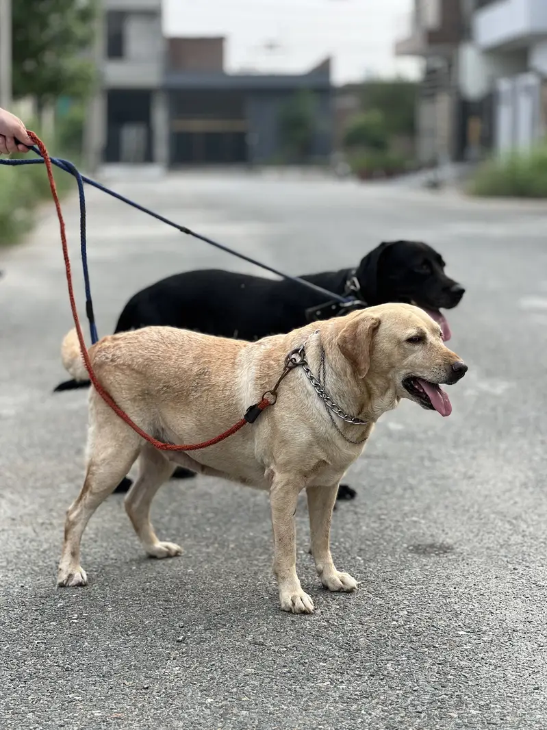 Labrador pair for sale — photo 9