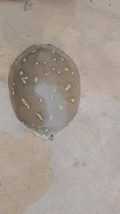 tortoise 