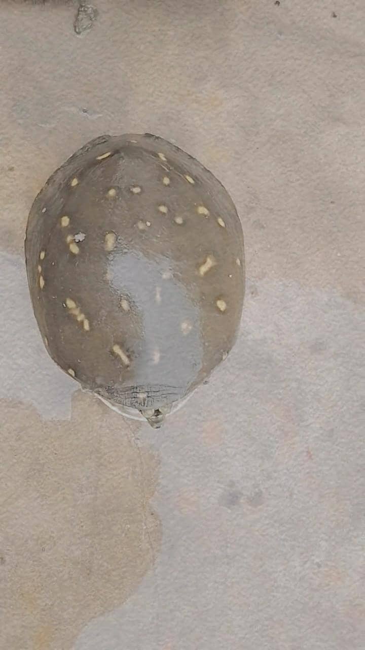 tortoise  0