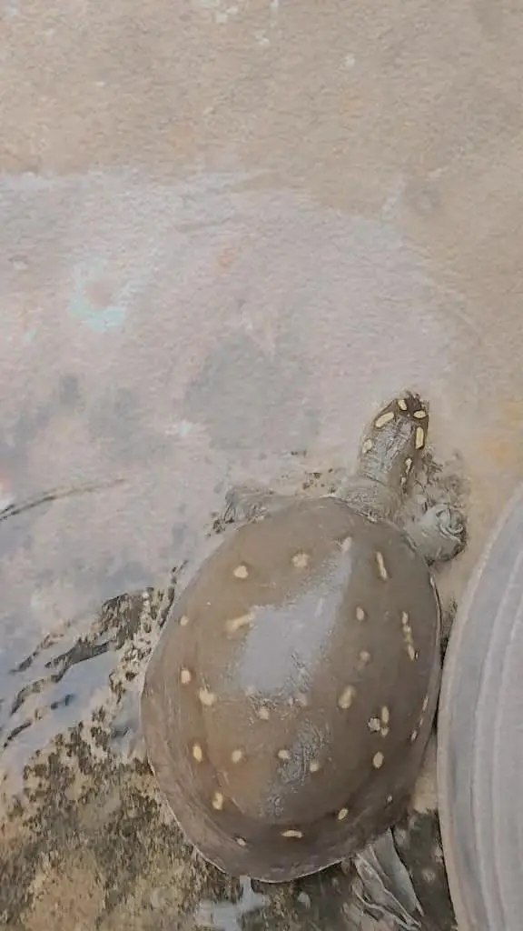 tortoise  — photo 2