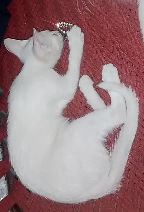 Persian kitten — photo 2