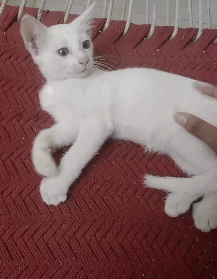 Persian kitten 2
