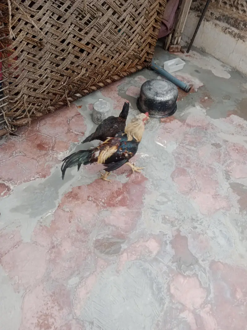 aseel marga murgi — photo 2