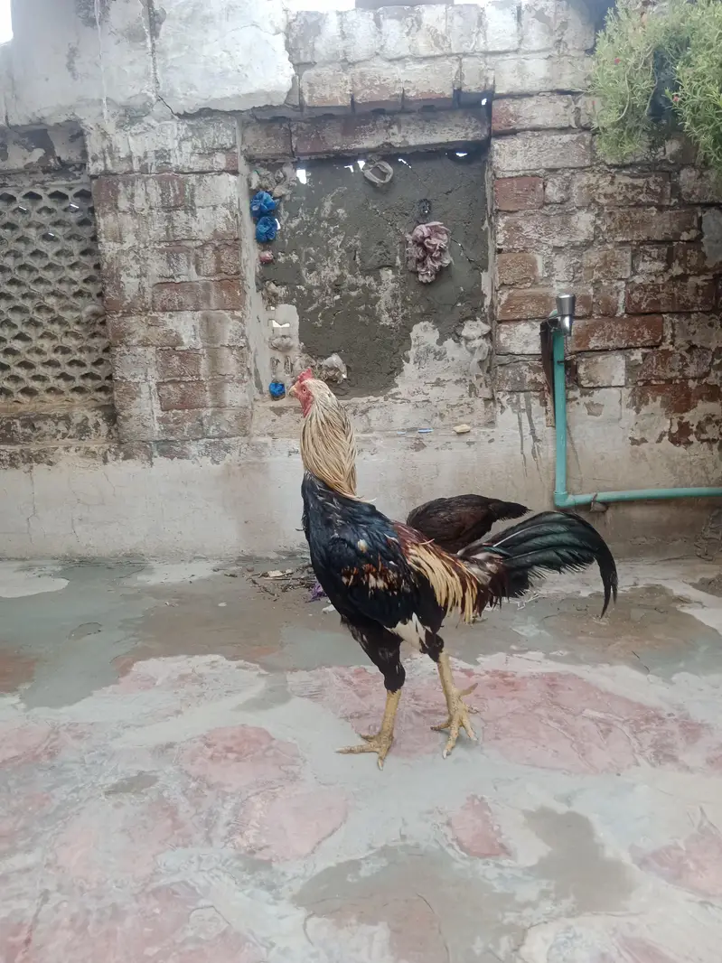 aseel marga murgi — photo 3