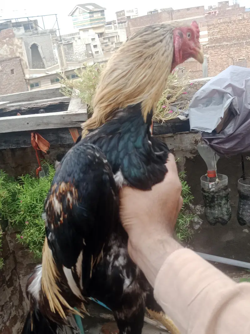 aseel marga murgi — photo 4