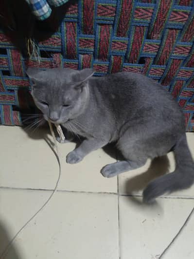 2: pearr. . . cat pershion active ha