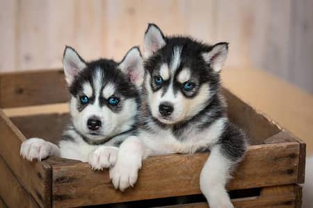 Pomerian Chow Chow Siberian Husky shihtzu puppy