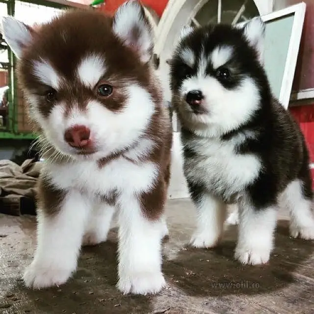 Pomerian Chow Chow Siberian Husky shihtzu puppy — photo 4