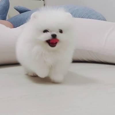 Pomerian Chow Chow Siberian Husky shihtzu puppy