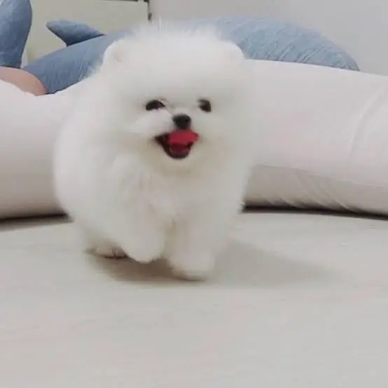 Pomerian Chow Chow Siberian Husky shihtzu puppy — photo 5