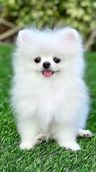 Pomerian Chow Chow Siberian Husky shihtzu puppy — photo 6