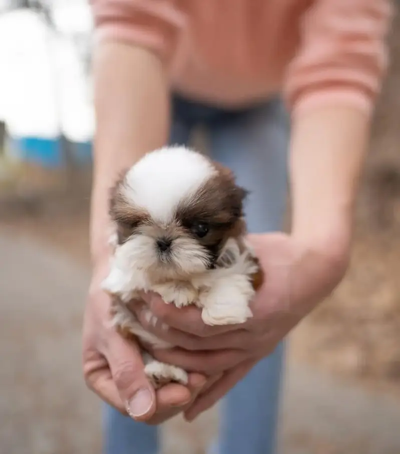 Pomerian Chow Chow Siberian Husky shihtzu puppy — photo 7