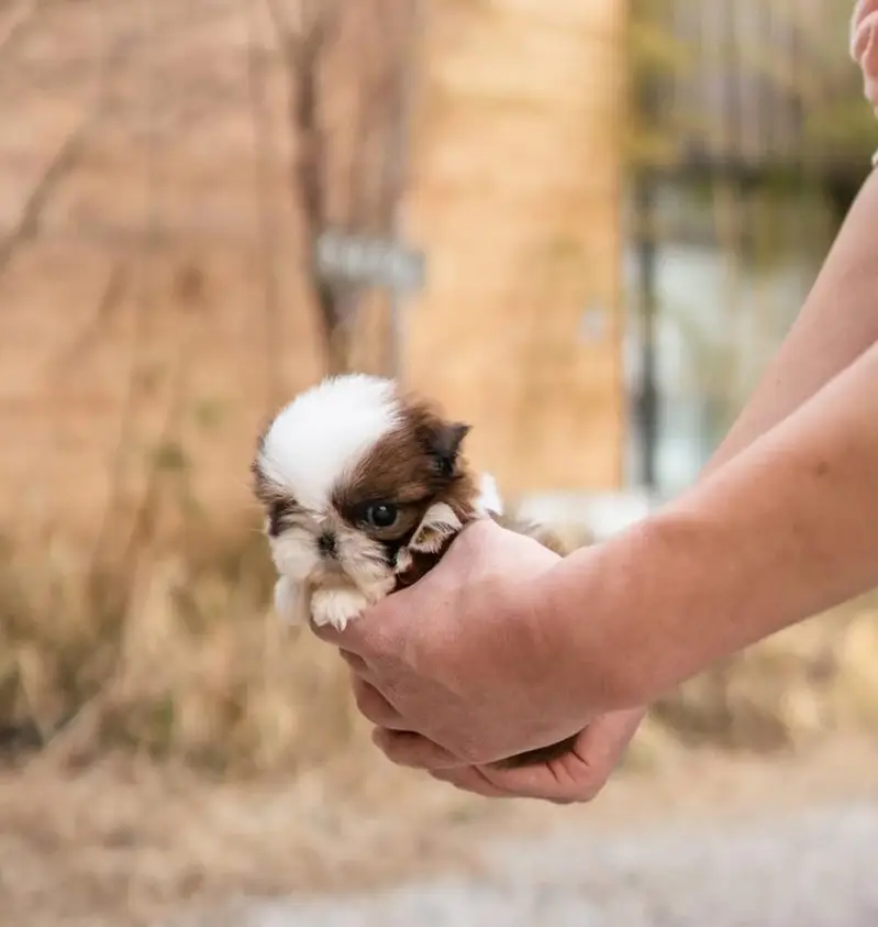 Pomerian Chow Chow Siberian Husky shihtzu puppy — photo 8