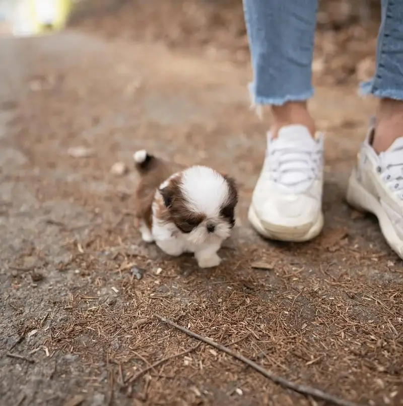 Pomerian Chow Chow Siberian Husky shihtzu puppy — photo 9