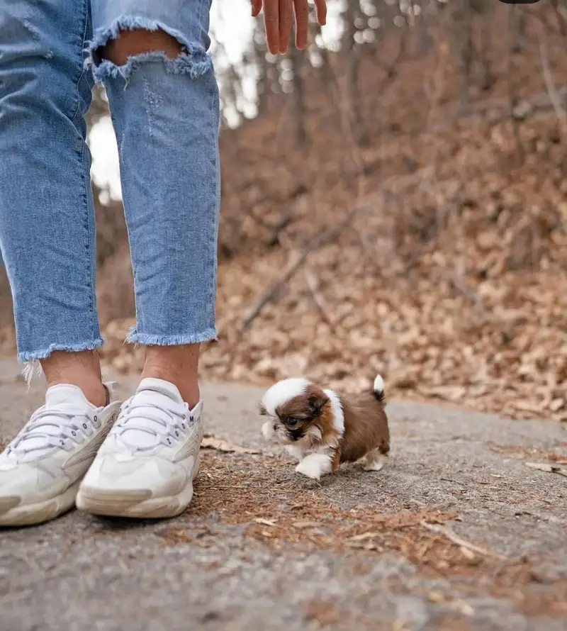 Pomerian Chow Chow Siberian Husky shihtzu puppy — photo 10