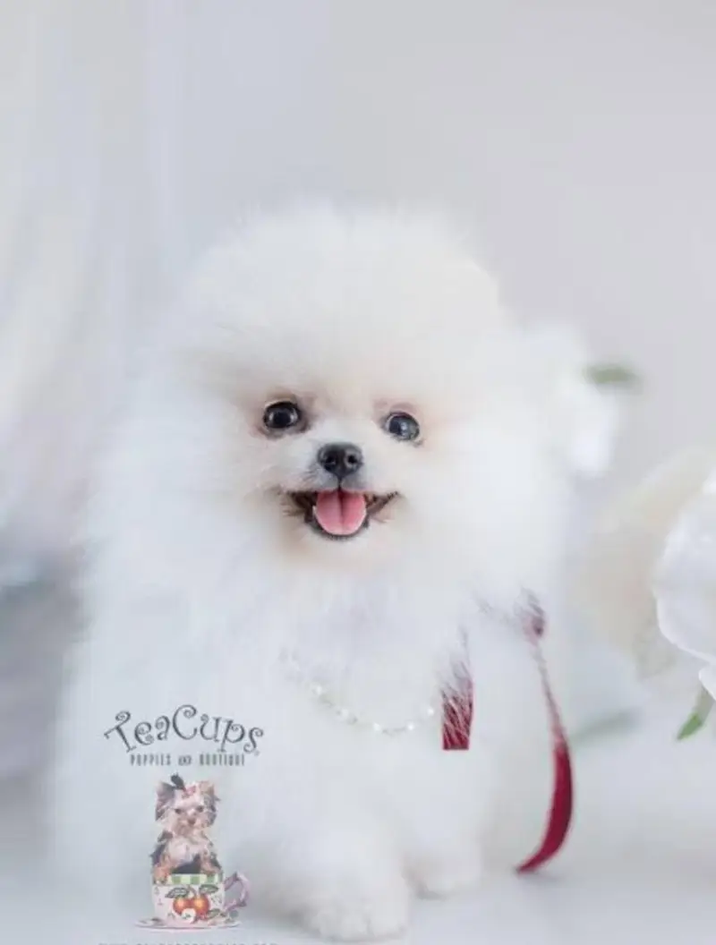 Pomerian Chow Chow Siberian Husky shihtzu puppy — photo 11