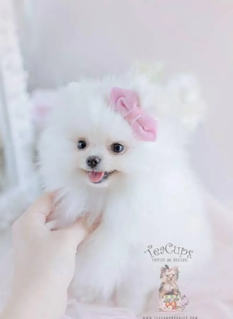 Pomerian Chow Chow Siberian Husky shihtzu puppy — photo 12
