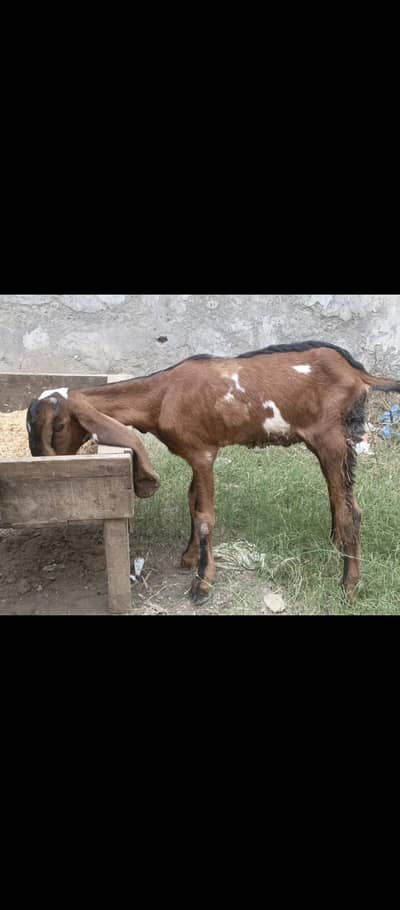 nagra baby male for sale
