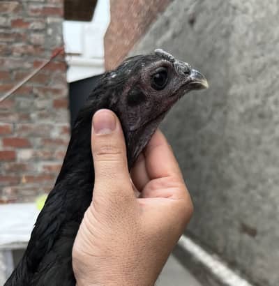 Dragon black skin breeder female with eggs