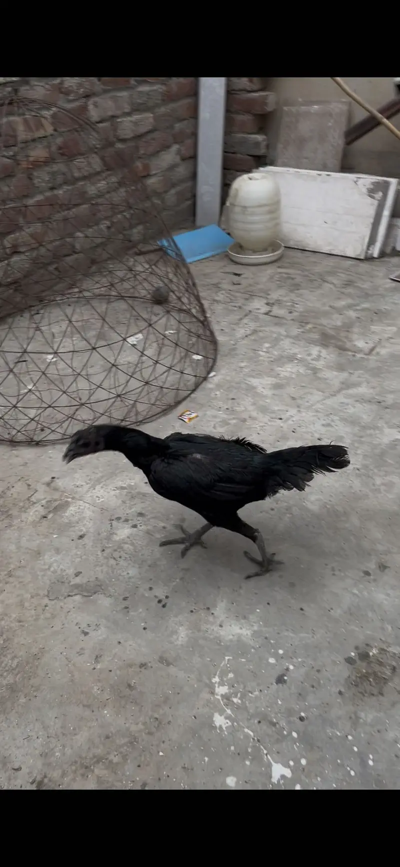 Dragon black skin breeder female with eggs — photo 2